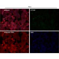 ATG12 Rabbit mAb