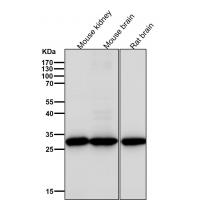 KGF Rabbit mAb