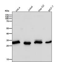 KGF Rabbit mAb