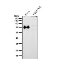 ACBD3 Rabbit  mAb