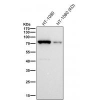 Phospho-PKC alpha (T497) Rabbit mAb