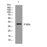 F105A rabbit pAb