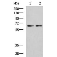 CHDH Antibody