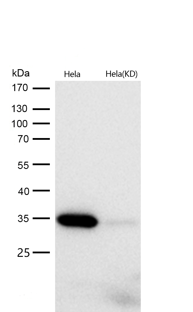 pro Caspase 3 Rabbit mAb