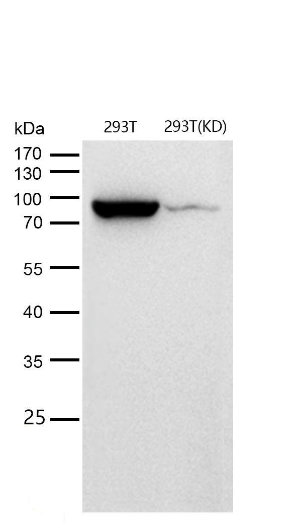 Hsp90 beta Rabbit mAb
