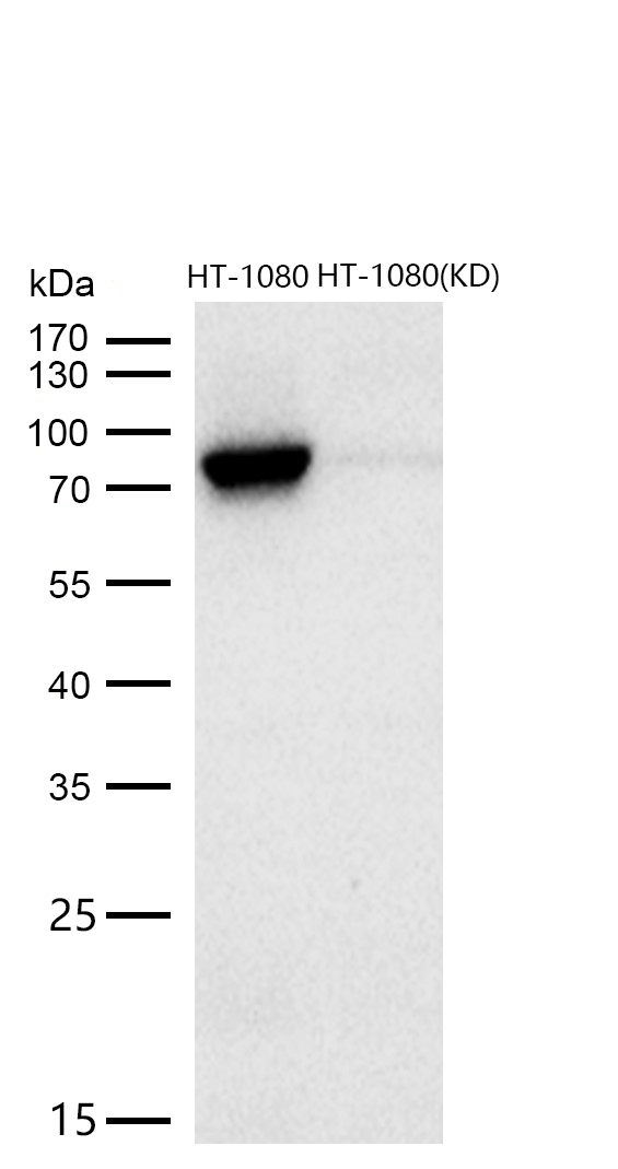 STAT3 Rabbit mAb