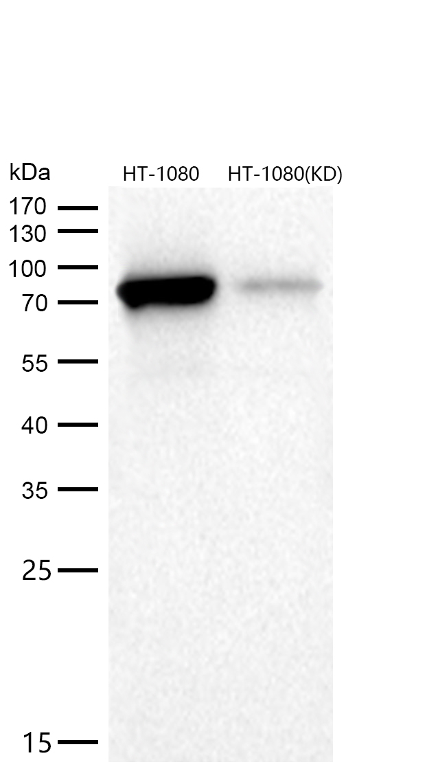 PKC alpha Rabbit mAb