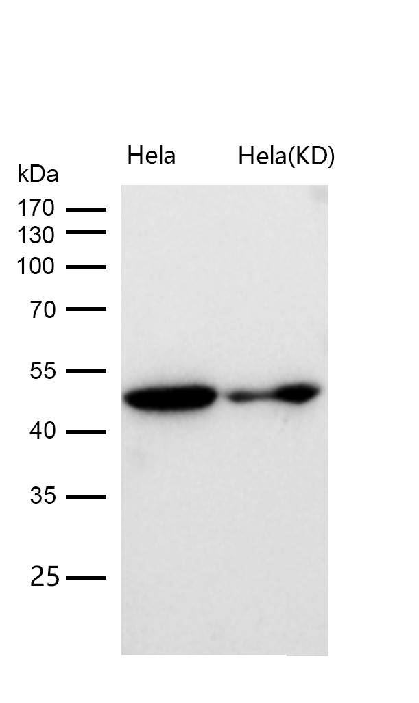 Tubulin gamma Rabbit mAb