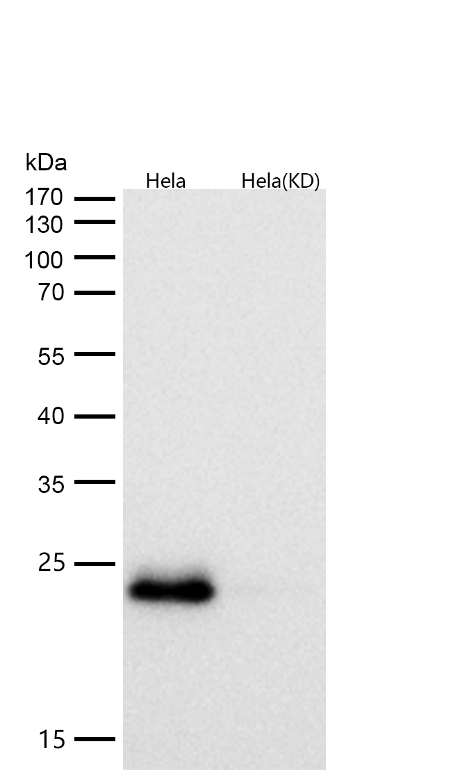 Rab9 Rabbit mAb