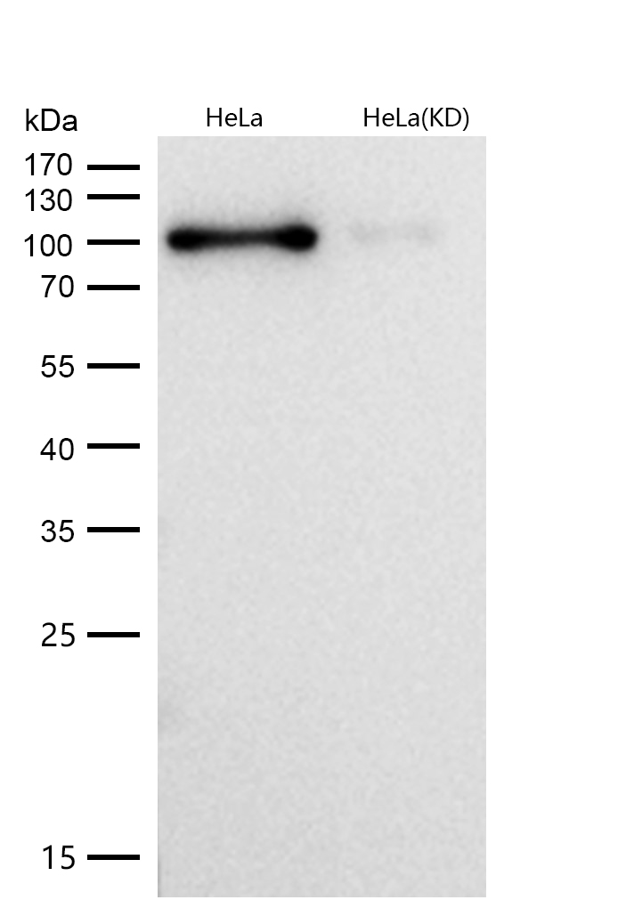 DGCR8 Rabbit mAb