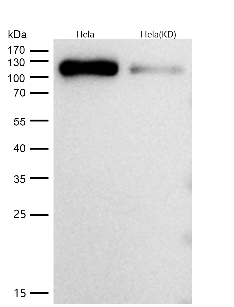 Daxx Rabbit mAb