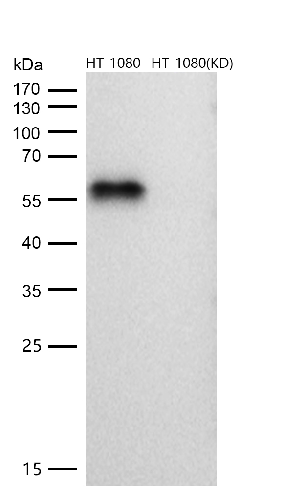 Smad2 Rabbit mAb