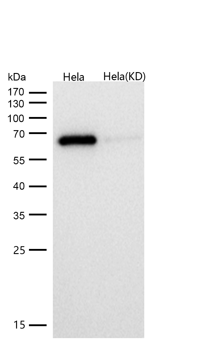 SHP2 Rabbit mAb