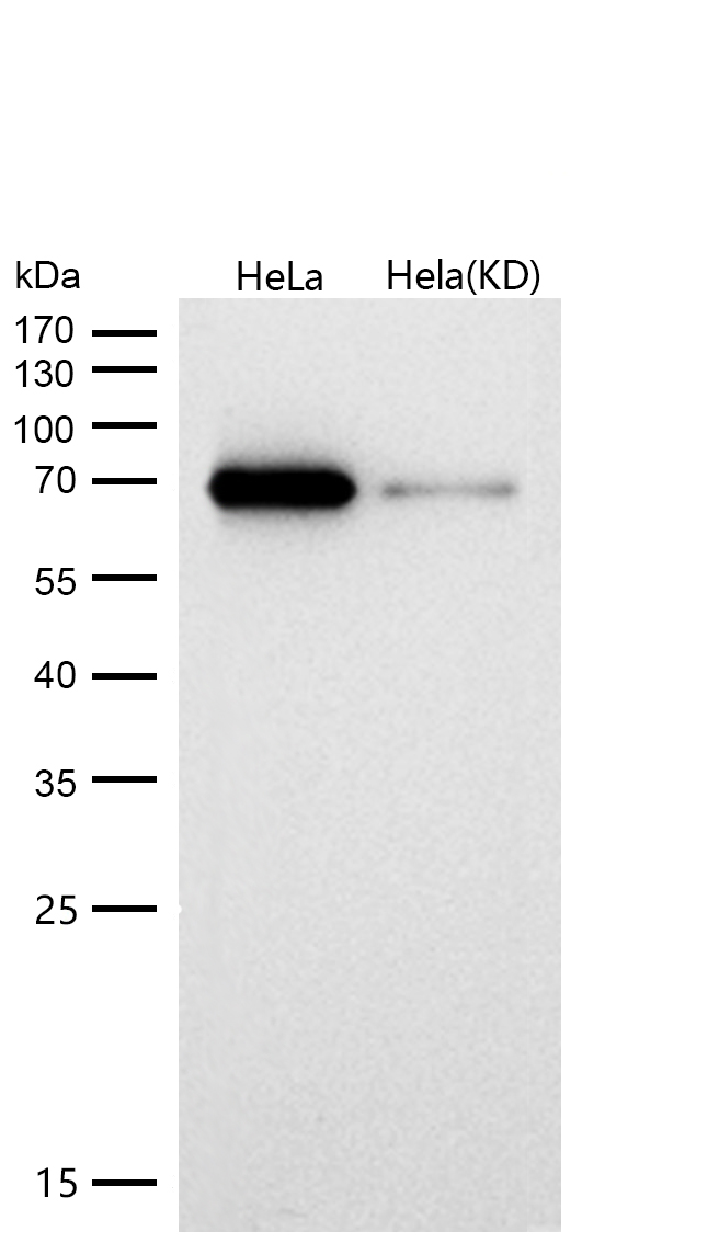 SHP2 Rabbit mAb