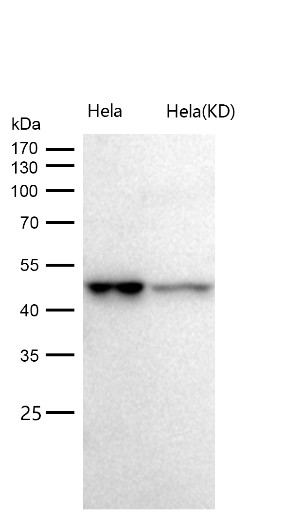 Caspase-2 Rabbit mAb