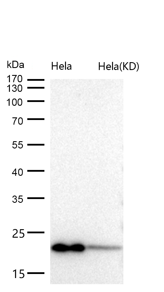 ARF1 Rabbit mAb