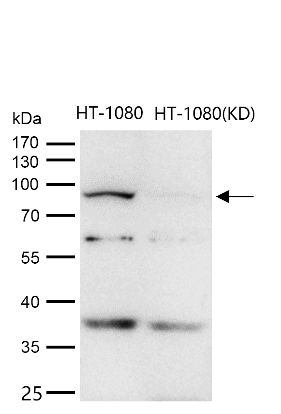 EIF2C3 Rabbit mAb