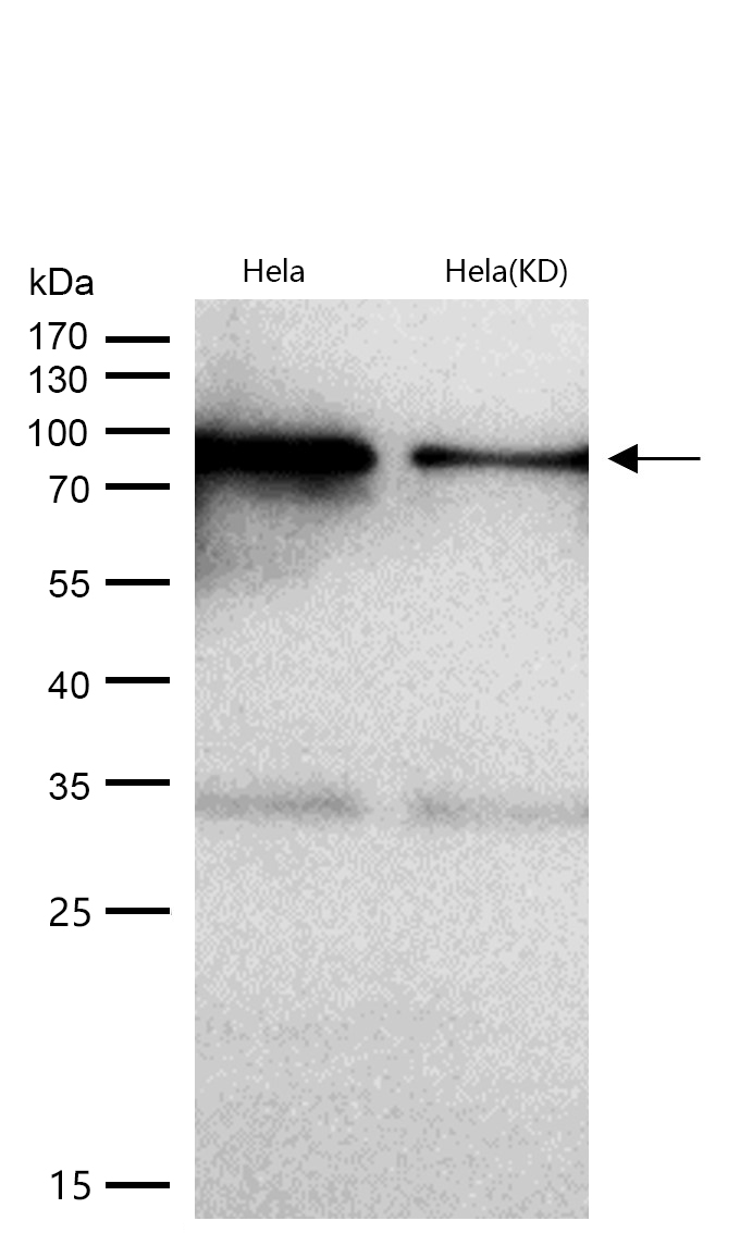 Calnexin Rabbit mAb