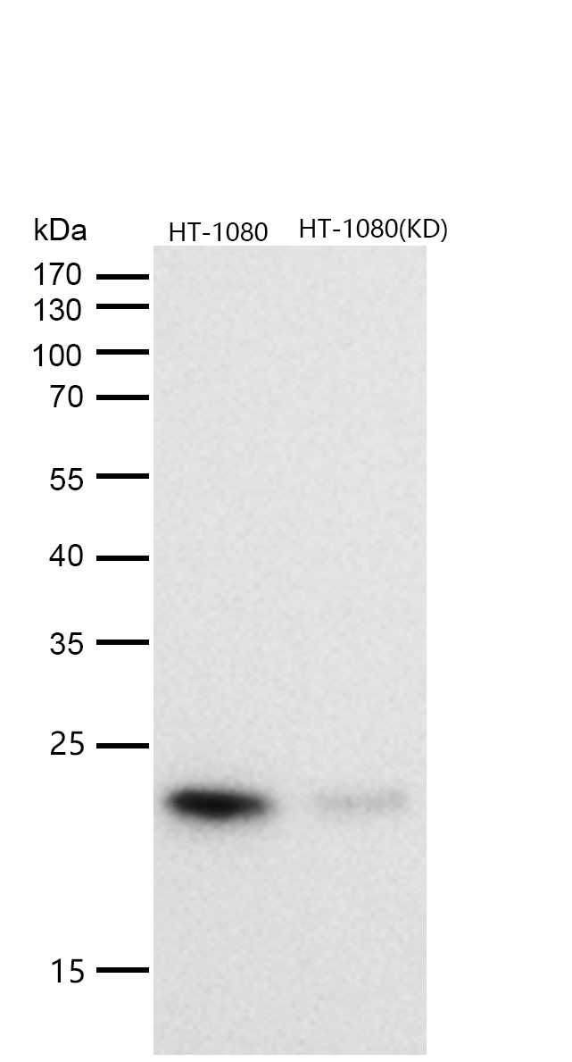 CDC42 Rabbit mAb