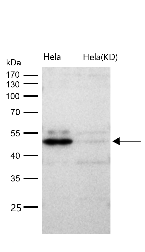 Cdc37 Rabbit mAb