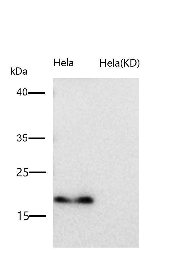 ARF6 Rabbit mAb