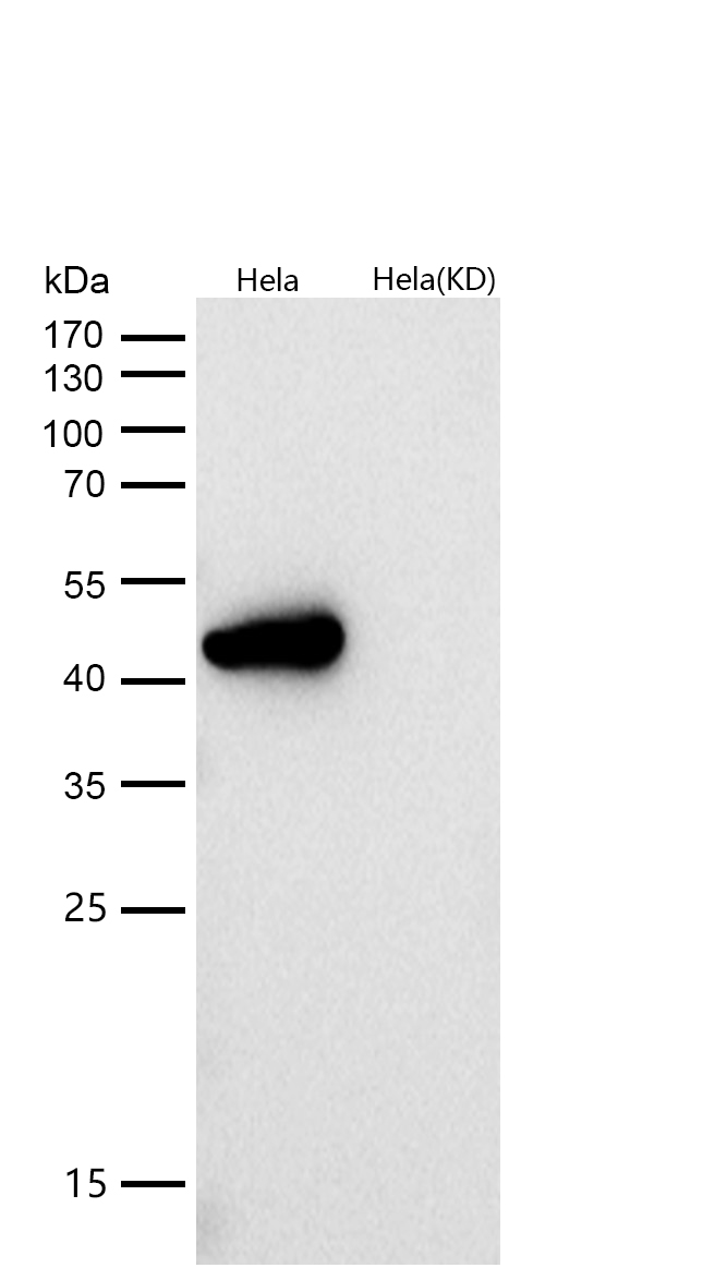 Wnt5a Rabbit mAb