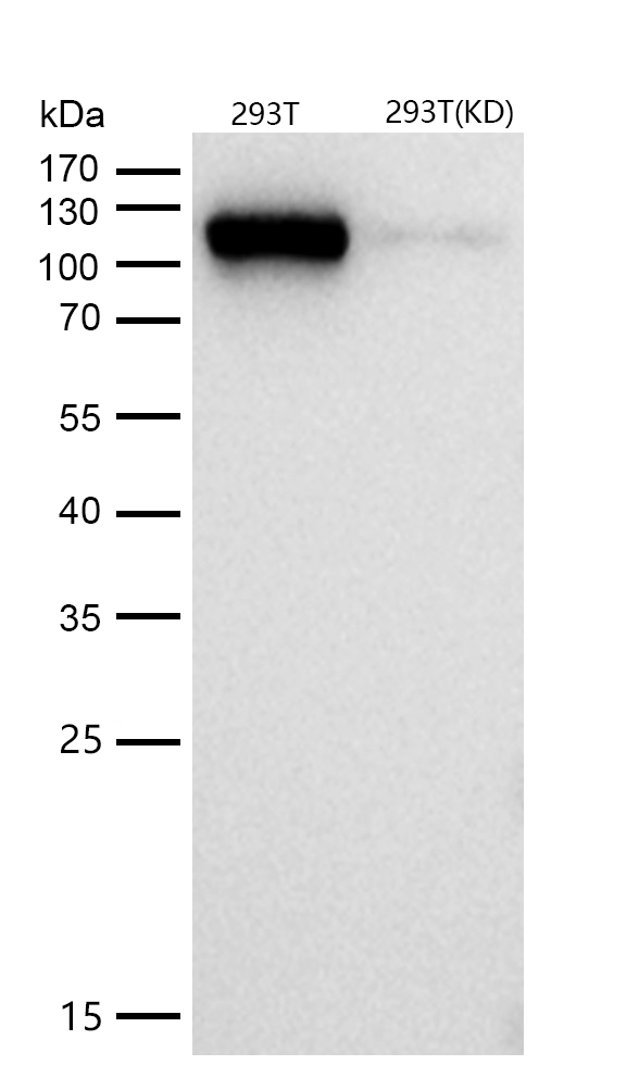 Eg5 Rabbit mAb
