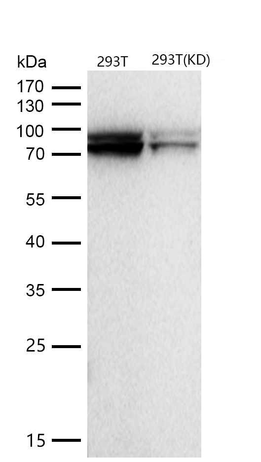 Cullin 1 Rabbit mAb