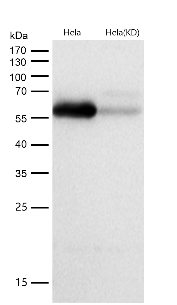 LMAN1 Rabbit mAb