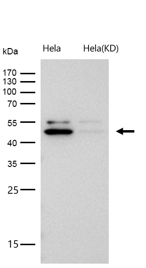 Arp3 Rabbit mAb