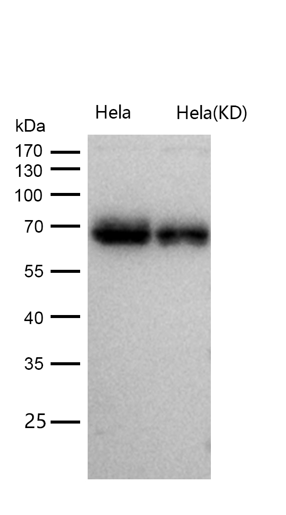 p60 CAF1 Rabbit mAb