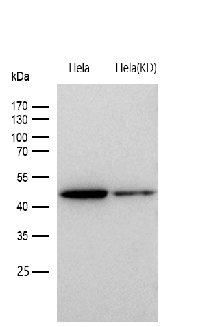 NEK2 Rabbit mAb