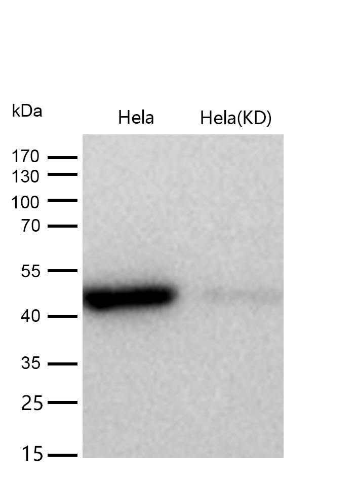 AdSS 2 Rabbit mAb