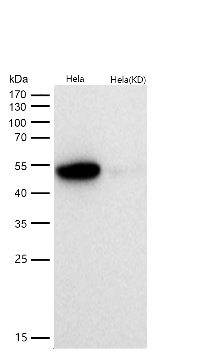 AAMP Rabbit mAb