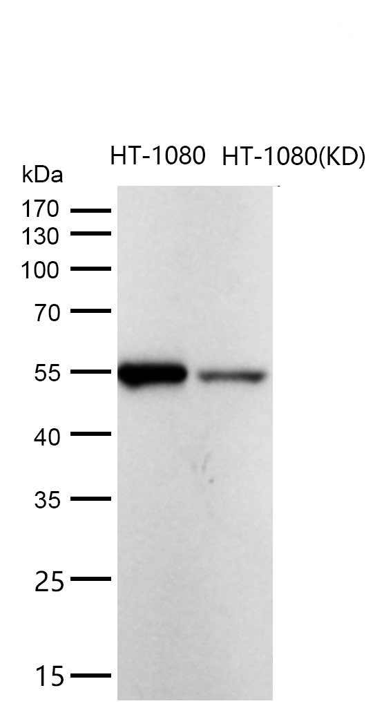 AER61 Rabbit mAb