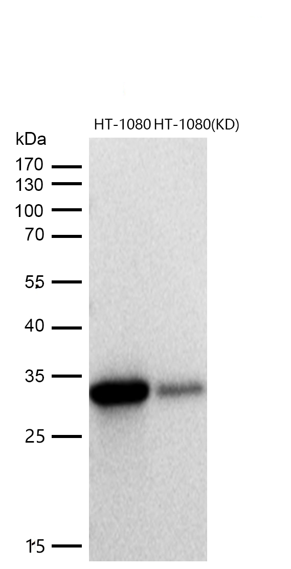 MLD Rabbit mAb