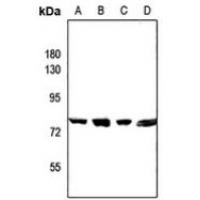 CEP78 Antibody