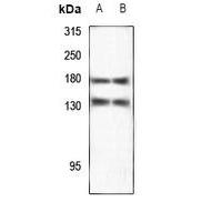 DZIP3 Antibody
