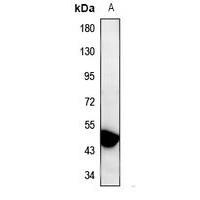GPR137C Antibody