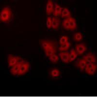 GPR180 Antibody