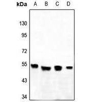 GPR180 Antibody