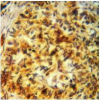 FUK Antibody