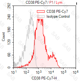 PE-Cy7 anti-human CD38