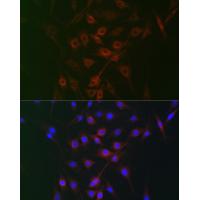 RRAGA Rabbit Polyclonal Antibody