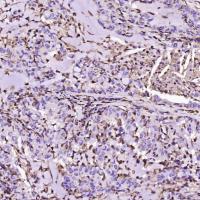 S100A4 Rabbit mAb