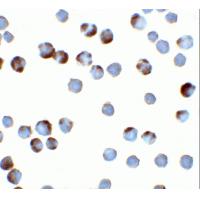 TFF3 Antibody