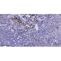 Cubilin Rabbit pAb