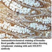 MKRN3 Antibody