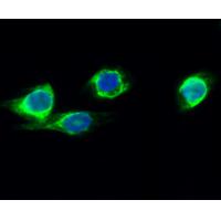 CYP2E1 Polyclonal Antibody