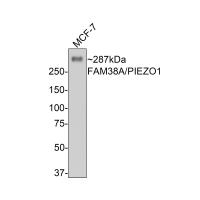 Protein FAM38A Antibody